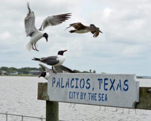 Palacios City by the Sea photograph
