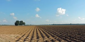 Fertile Land