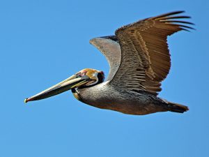 Pelican Fly By print