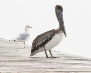 Sea Birds Waiting