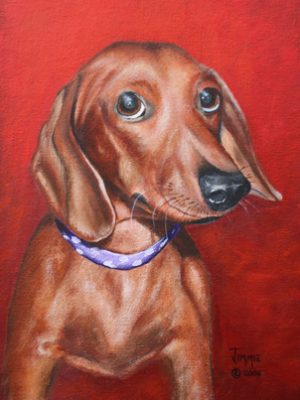 Brown Dachahund