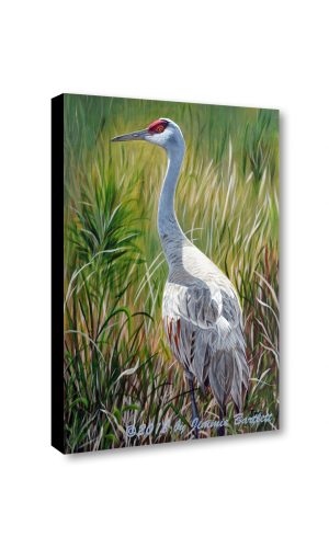 Sandhill Crane Canvas Print of original painting