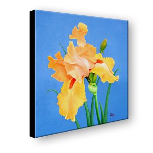 Yellow Iris canvas prints