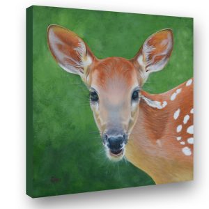 Little Fawn