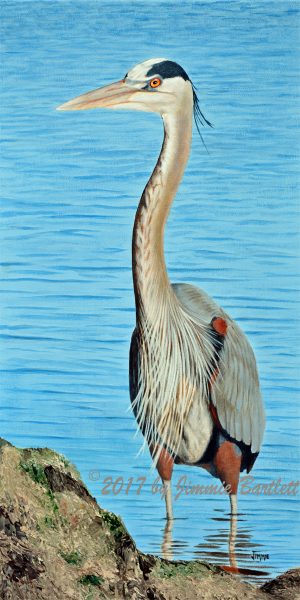 Blue Heron on the Hunt