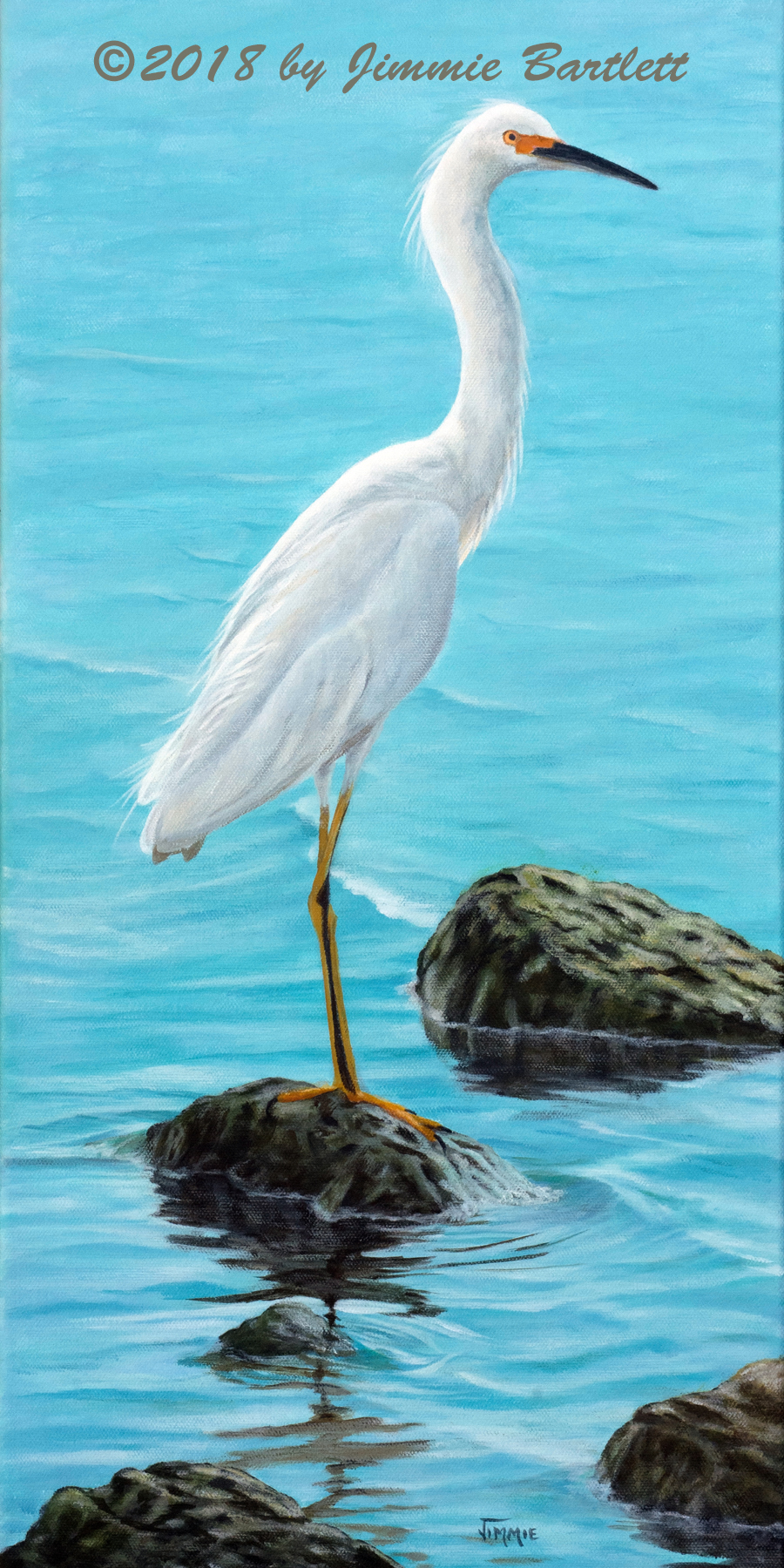 White Egret on the Rocks