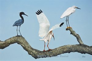 Birds Out on a Limb