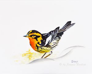 Black Burnian Warbler, prints of original painting