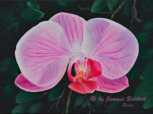 Pink Orchid
