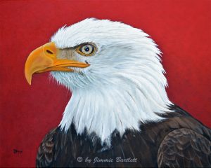 American Bald Eagle