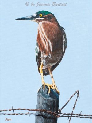 Green Heron Web