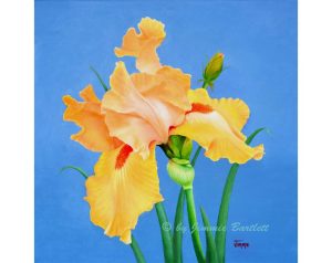 Yellow Iris original oil painting
