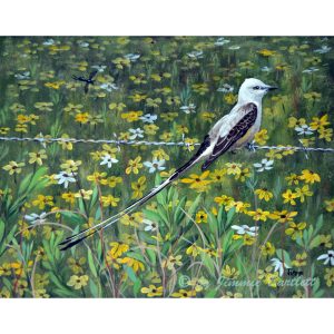 Scissortail Flycatcher prints