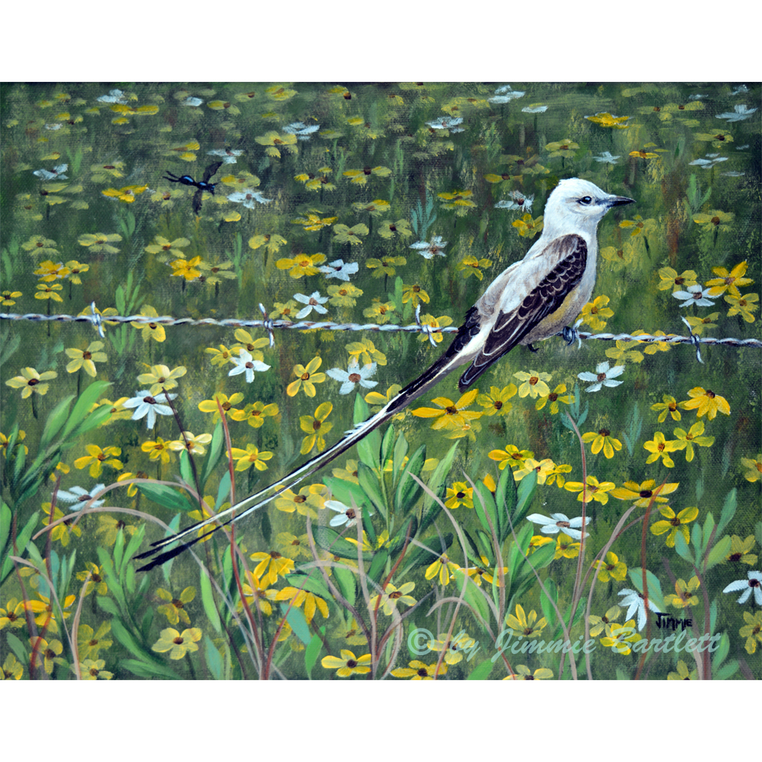 Scissortail Flycatcher prints
