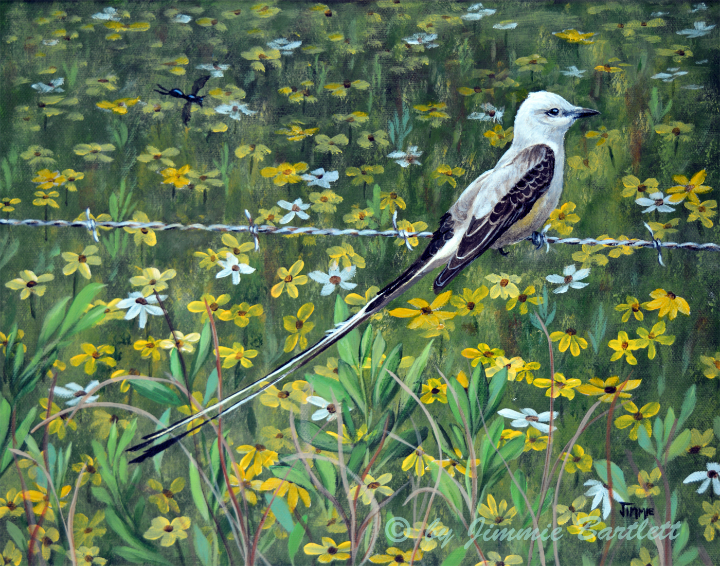 Scissortail Flycatcher prints - Image 2