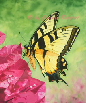 Art Prints of Butterfly on Bougainvillea