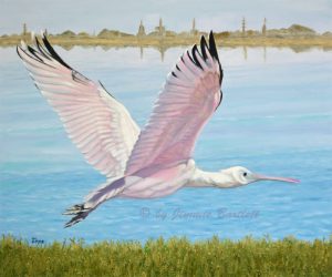 Roseate Spoonbill Flight Over The Bay Web Dsc 9653