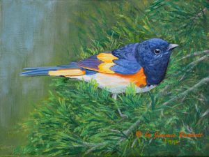 Blue Songbird Dsc 9844 Web