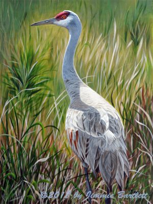 Sandhill Crane By Jimmie Web