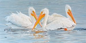White pelicans in matagorda bay web